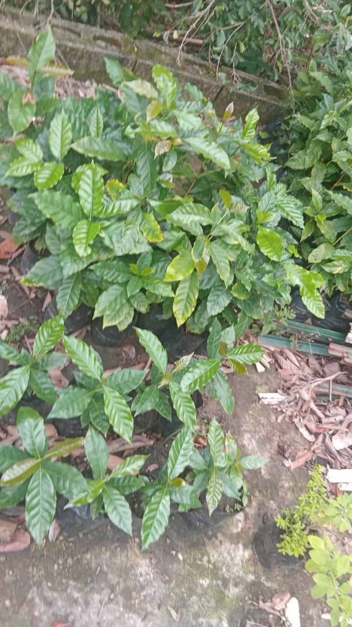 Coffee Plant