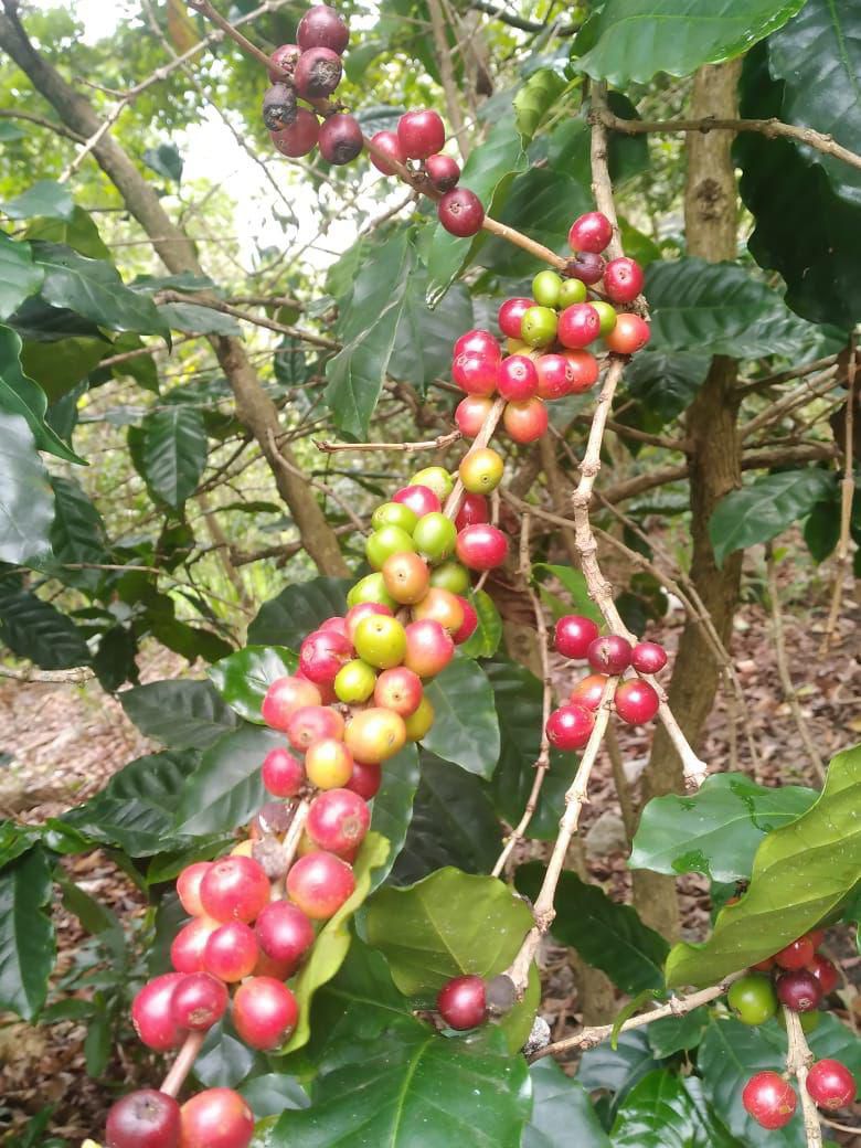 Coffee Cherries