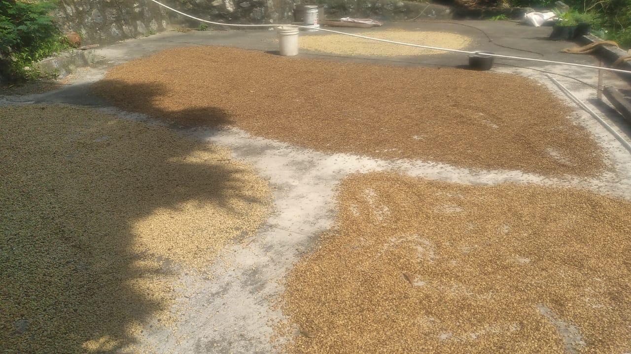Sun-Dried
